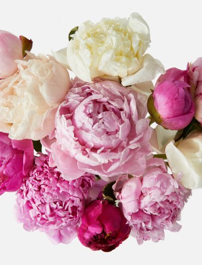 The Grower's Choice Peony